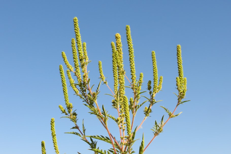 Амброзия полыннолистная Ambrosia artemisiifolia
