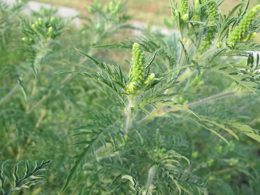 Амброзия сорняк