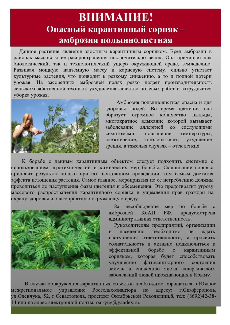 Амброзия полыннолистная опасный