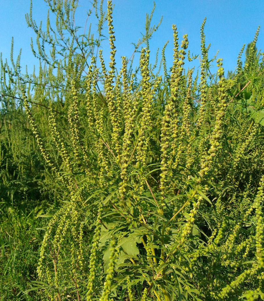 Амброзия метельчатая