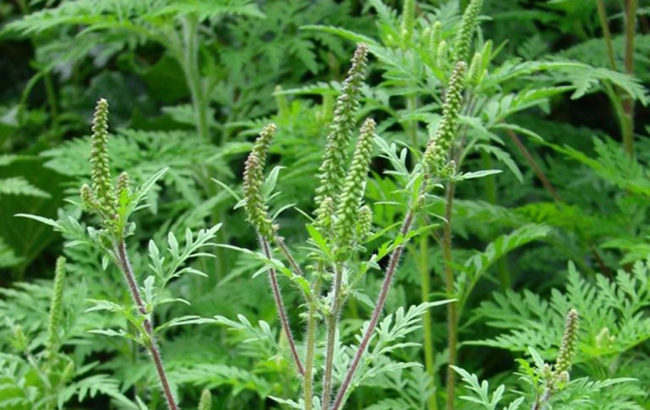 Амброзия растение