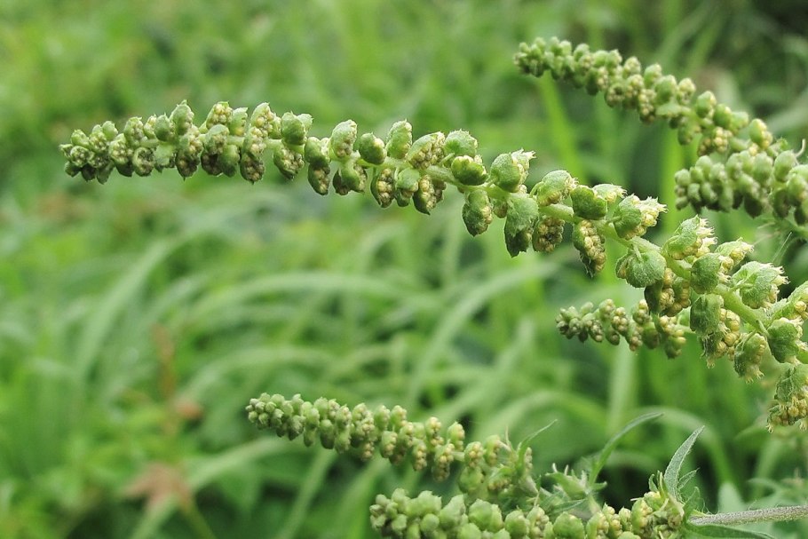 Сорняк амброзия полыннолистная