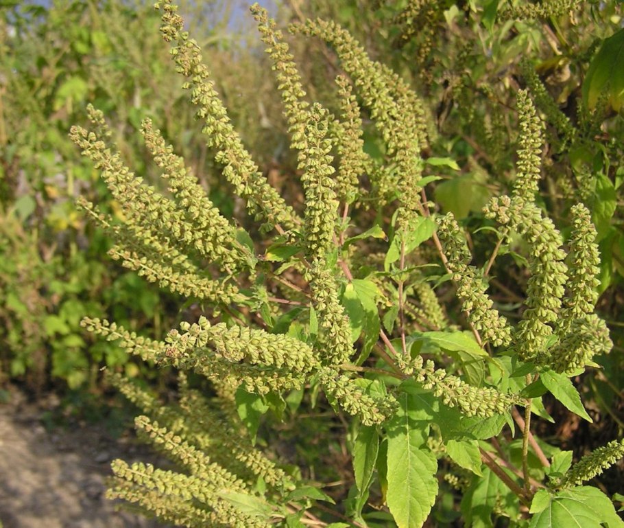 Трава амброзия