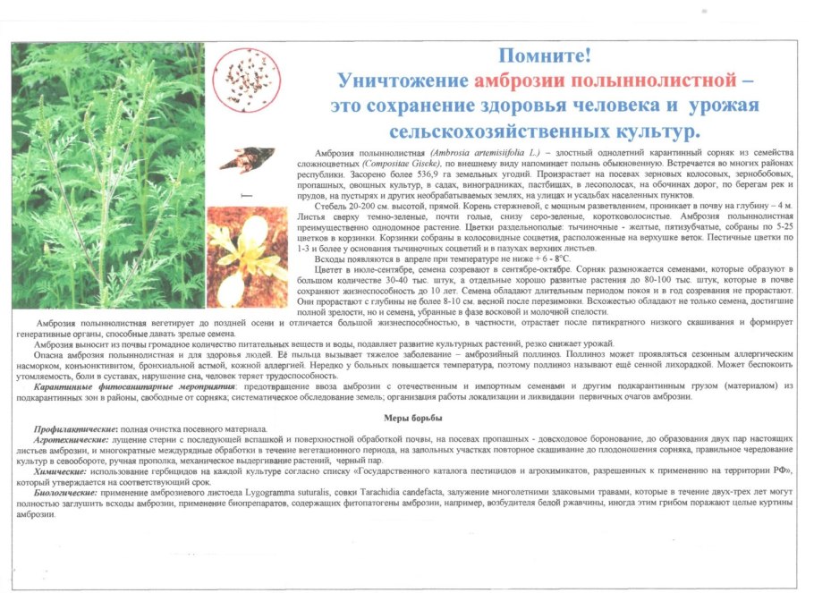 Амброзия растение