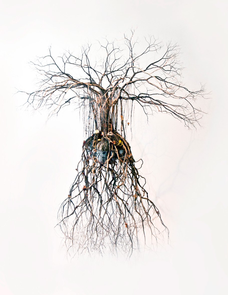 Испанский мох Луизиана