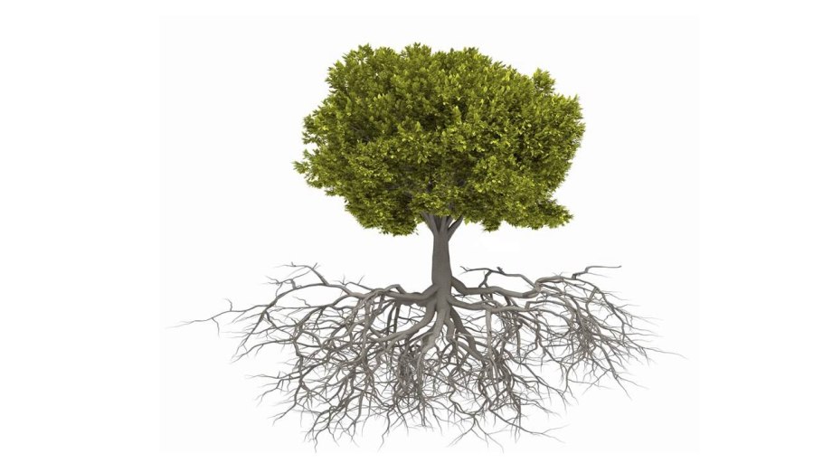 Омела белая на деревьях