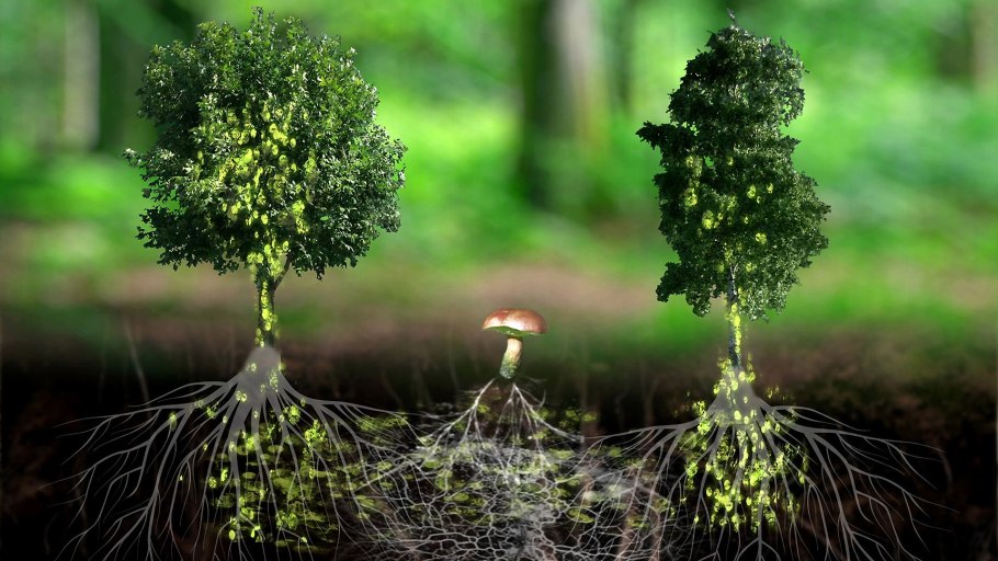 Фикус душитель