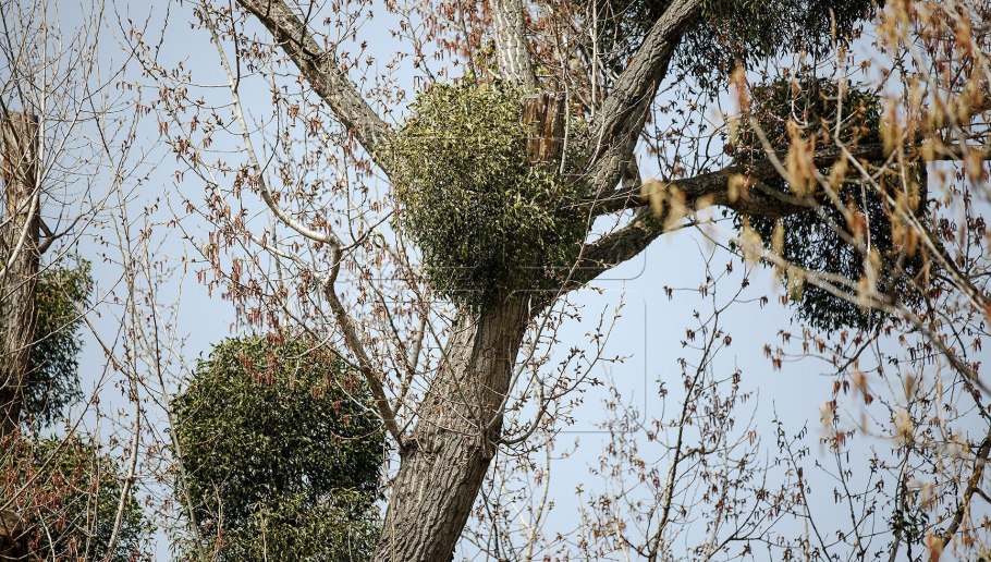 Темир Агач дерево