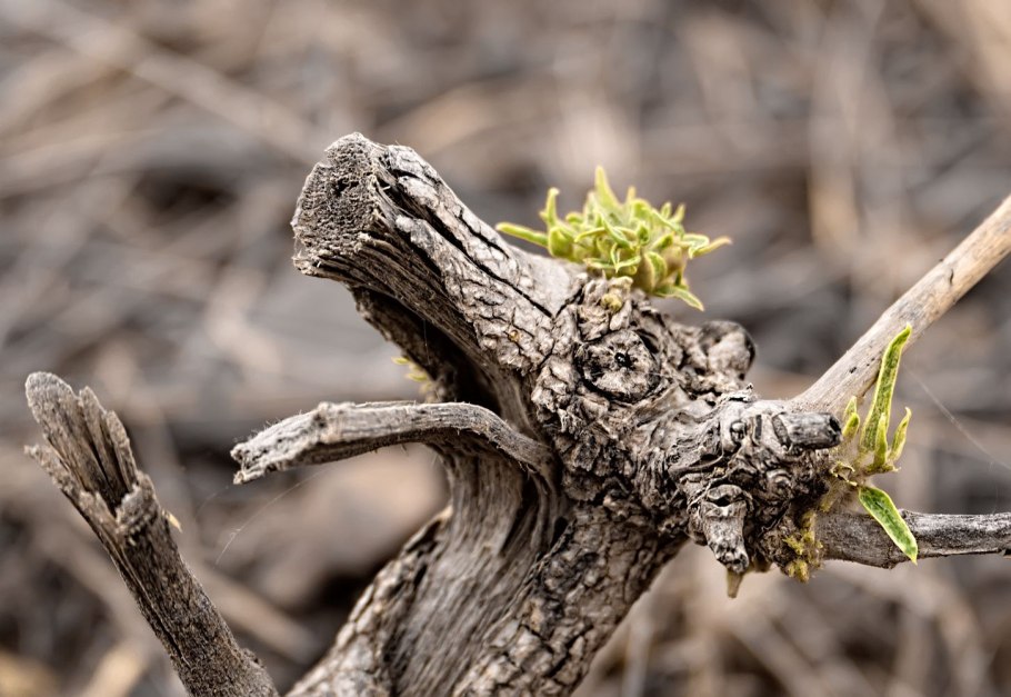 Триходерма и микориза