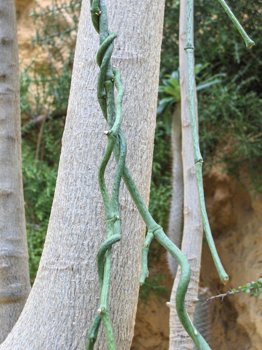 Корявое дерево