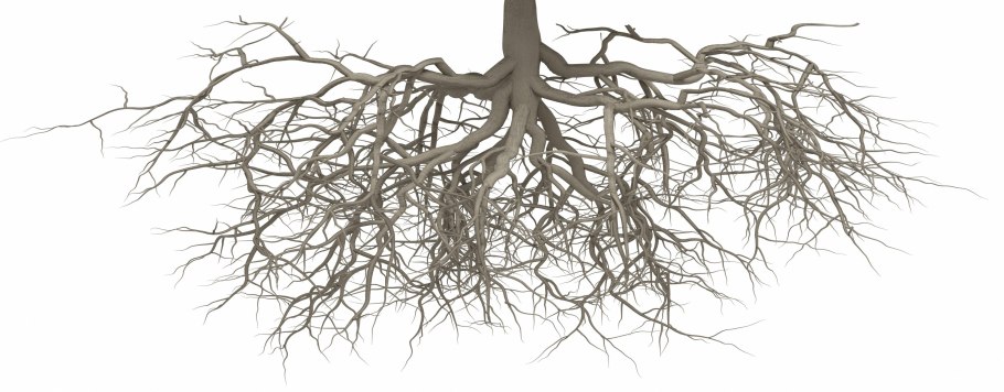 Лиановидные мох