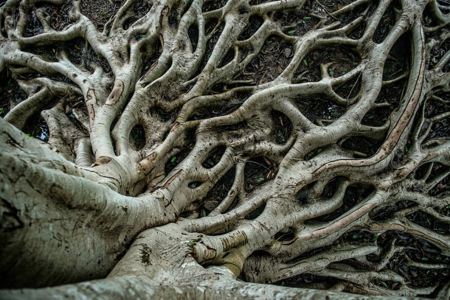 Гриные корни