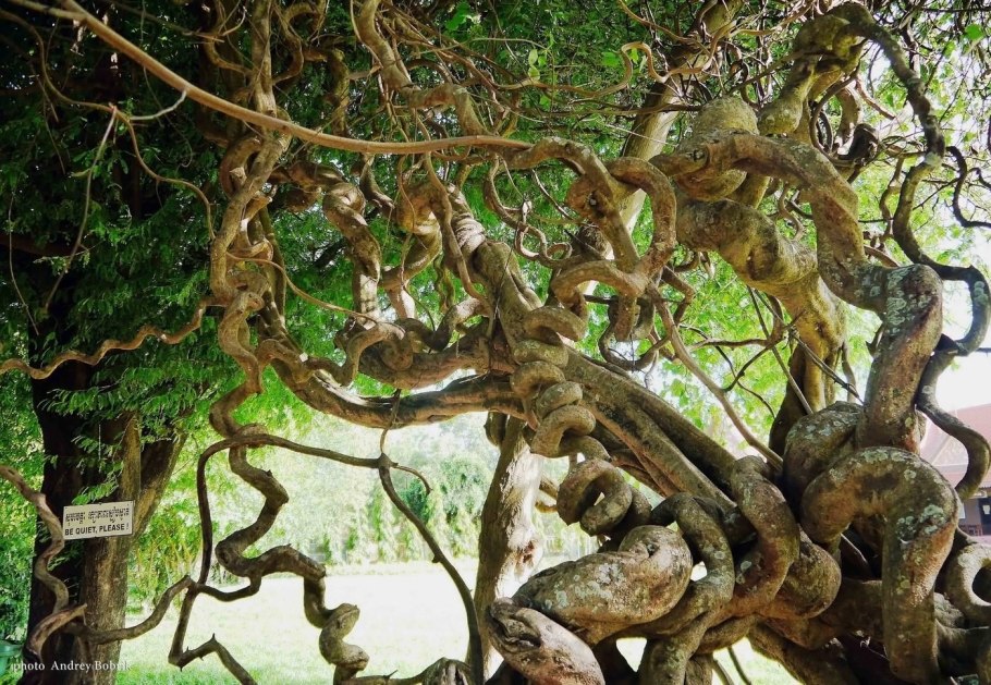 Фига душитель