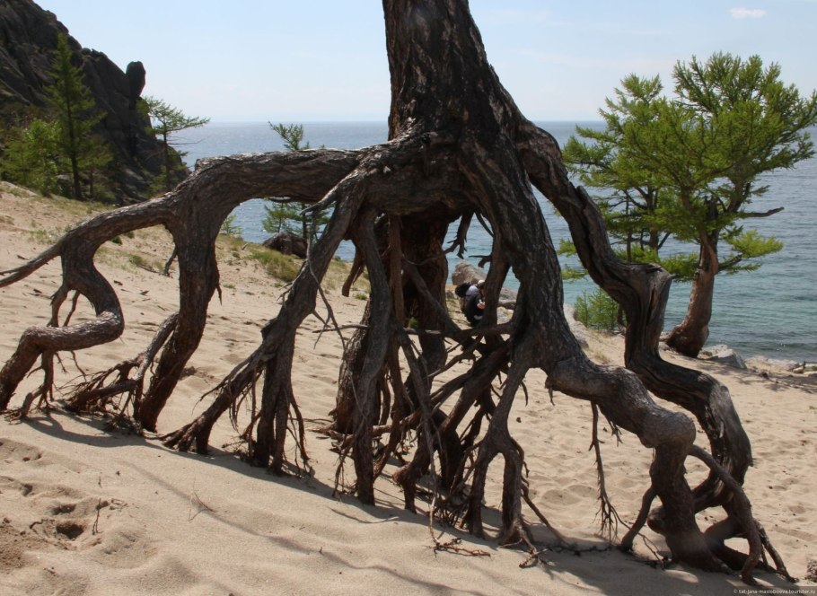 Дерево спутанные корни