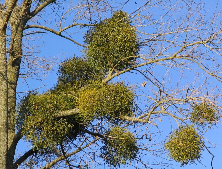 Дикие деревья