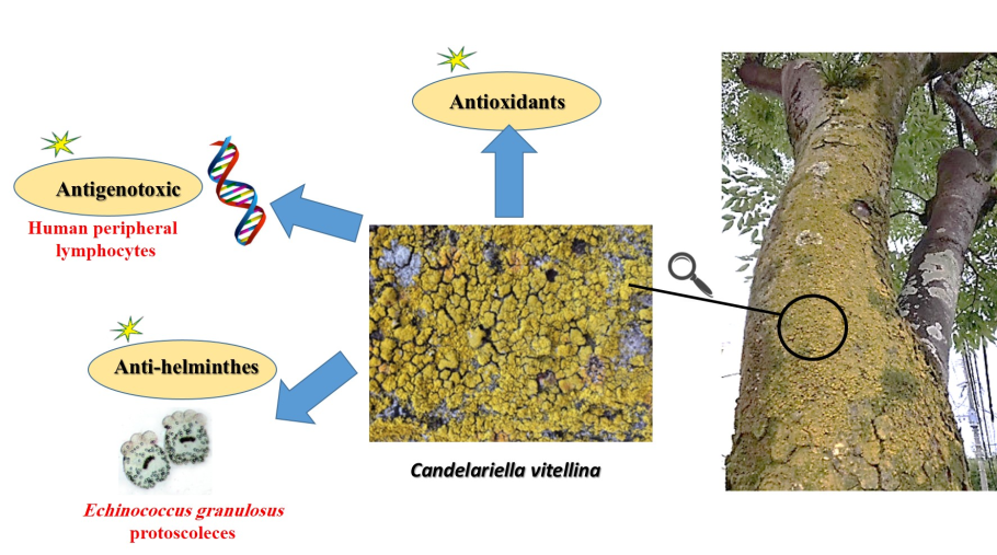 Кладония пальчатая