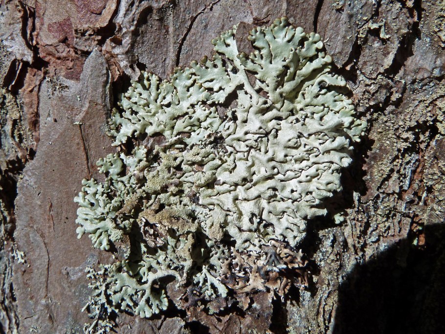 Peltigera horizontalis