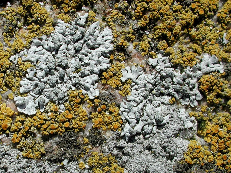 Одноклеточные водоросли зооксантеллы