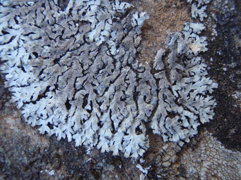 Гипнум воше