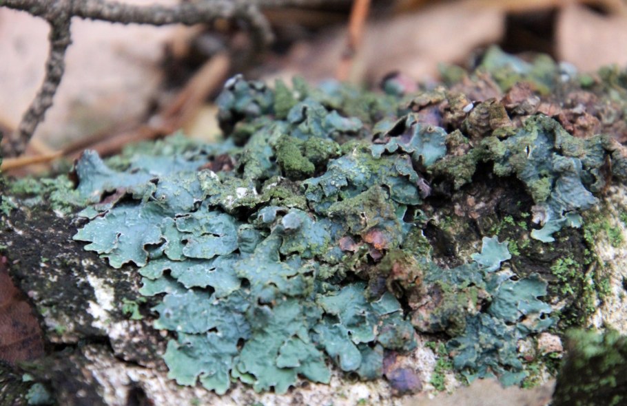 3. Уснея (Usnea SP.)