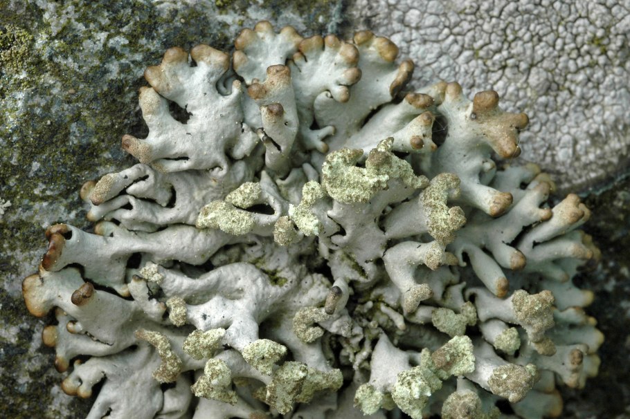 Плауны мхи лишайники водоросли