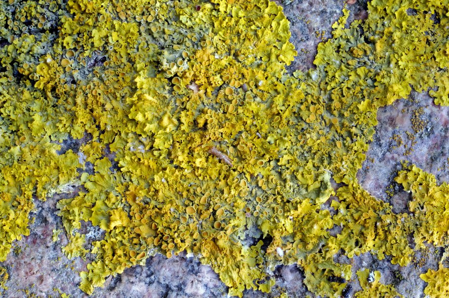 Фисция приподнимающаяся ( Physcia adscendens )