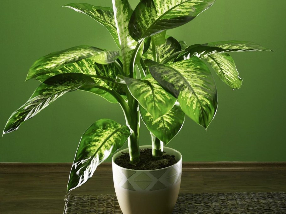 Диффенбахия зеленая крупнолистная