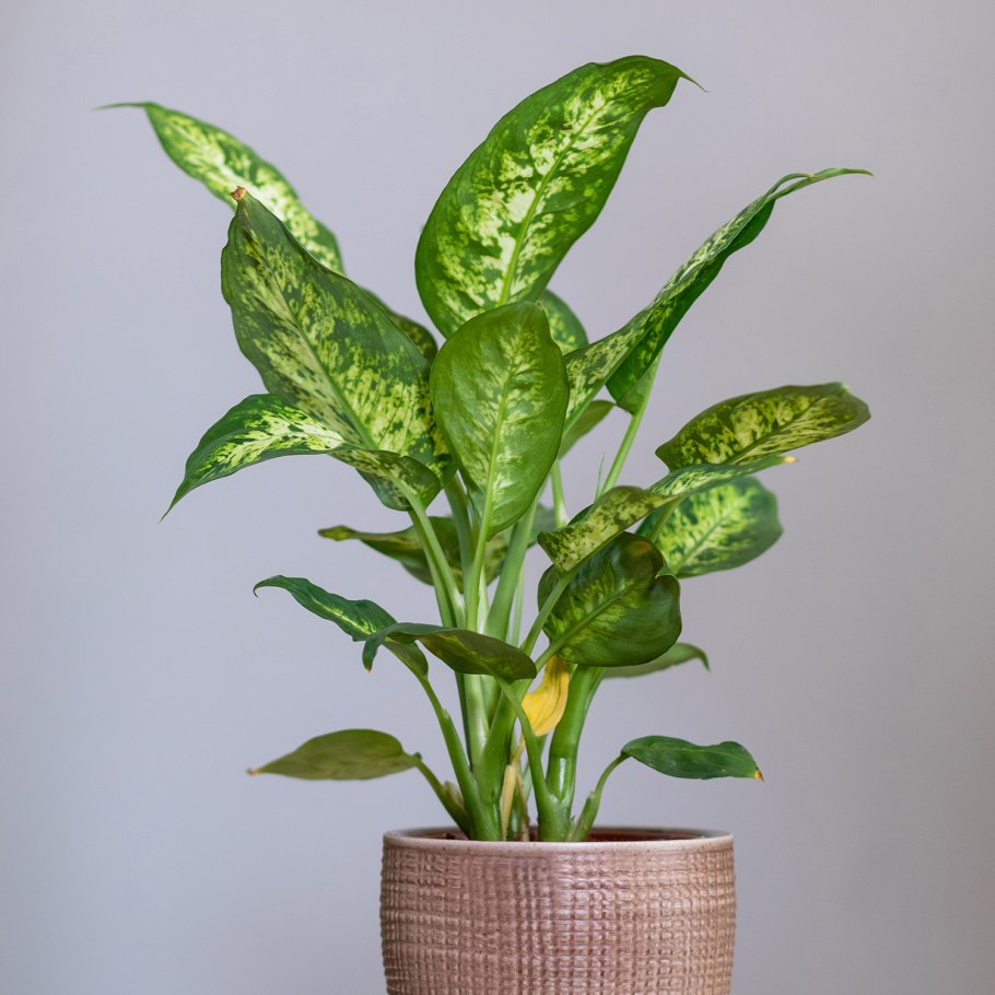 Комнатные цветы Диффенбахия