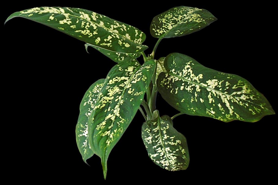 Комнатные цветы Диффенбахия