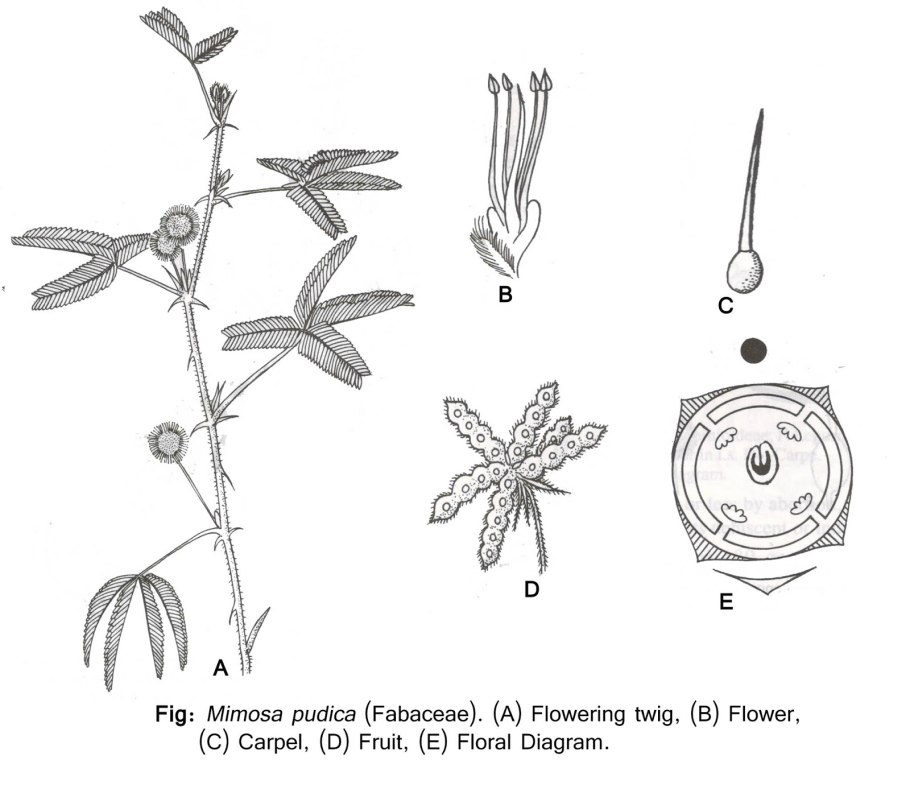 Звездчатка Дубравная формула цветка
