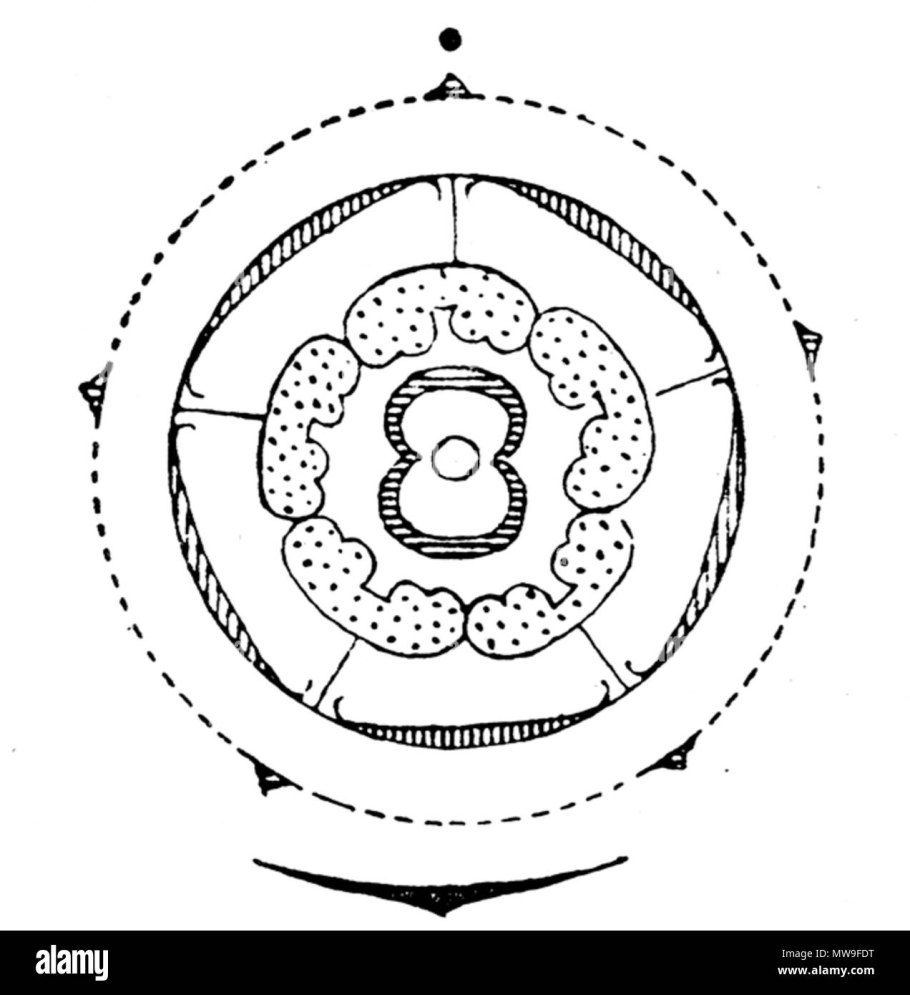 Антеридии и парафизы
