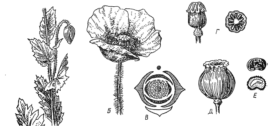 Одуванчик рогоносный