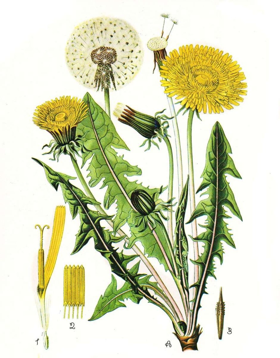 Taraxacum albidum
