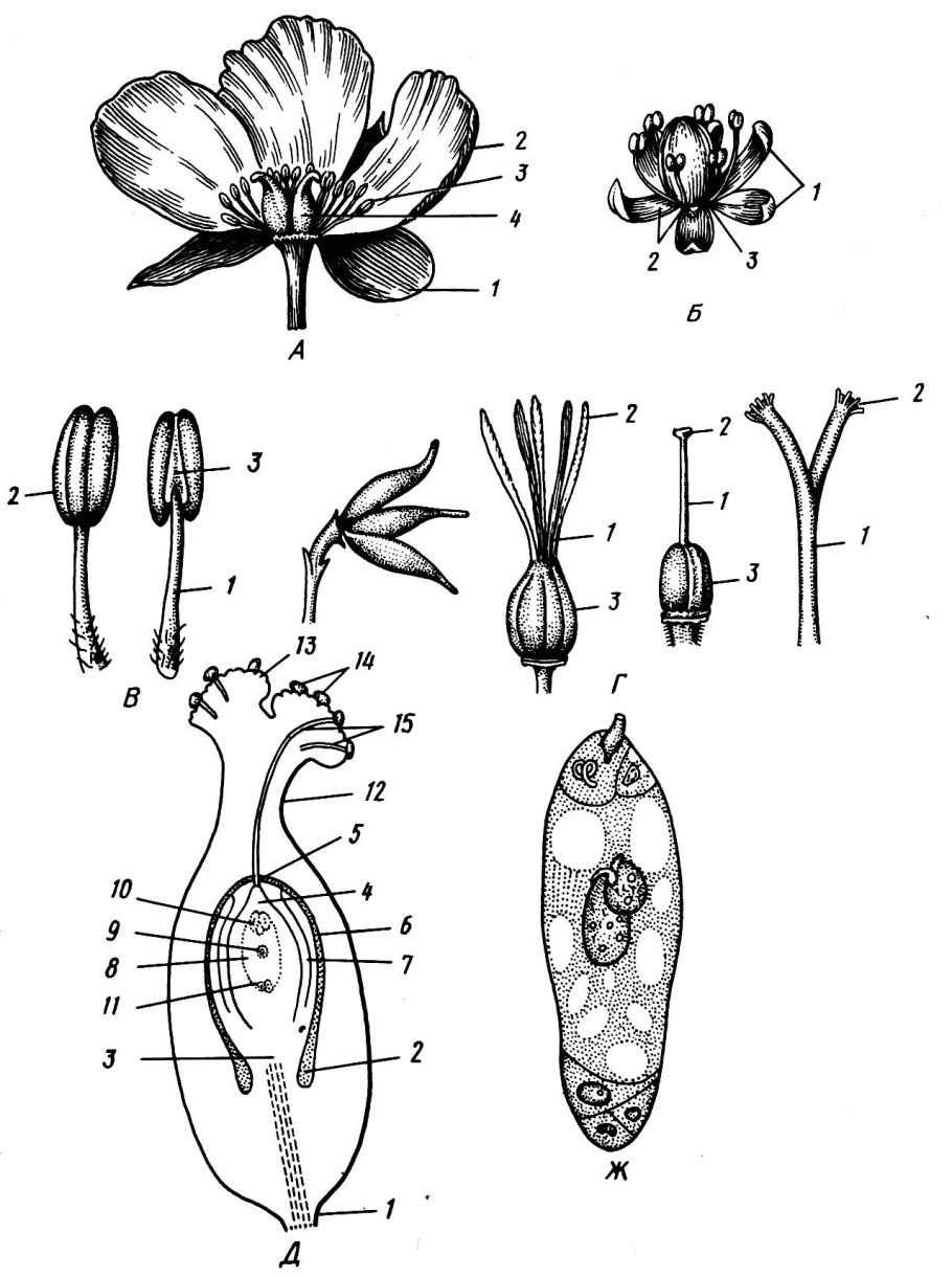 Гинецей Лютика