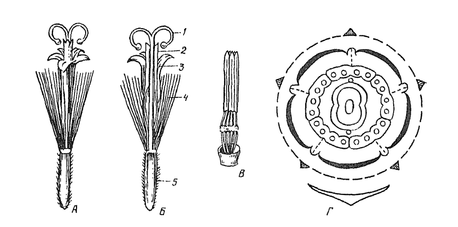 Семейство Астровые диаграмма цветка