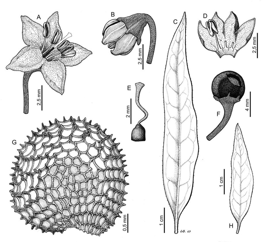 Семейство маревые - chenopodiaceae