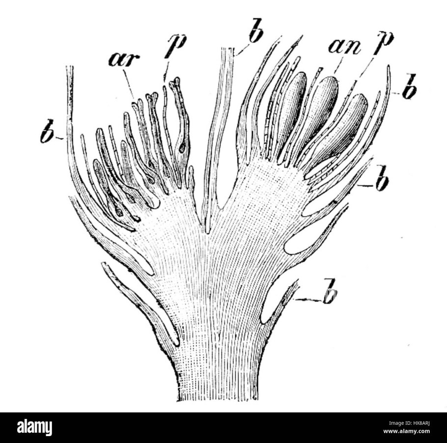 Одногнёздная завязь
