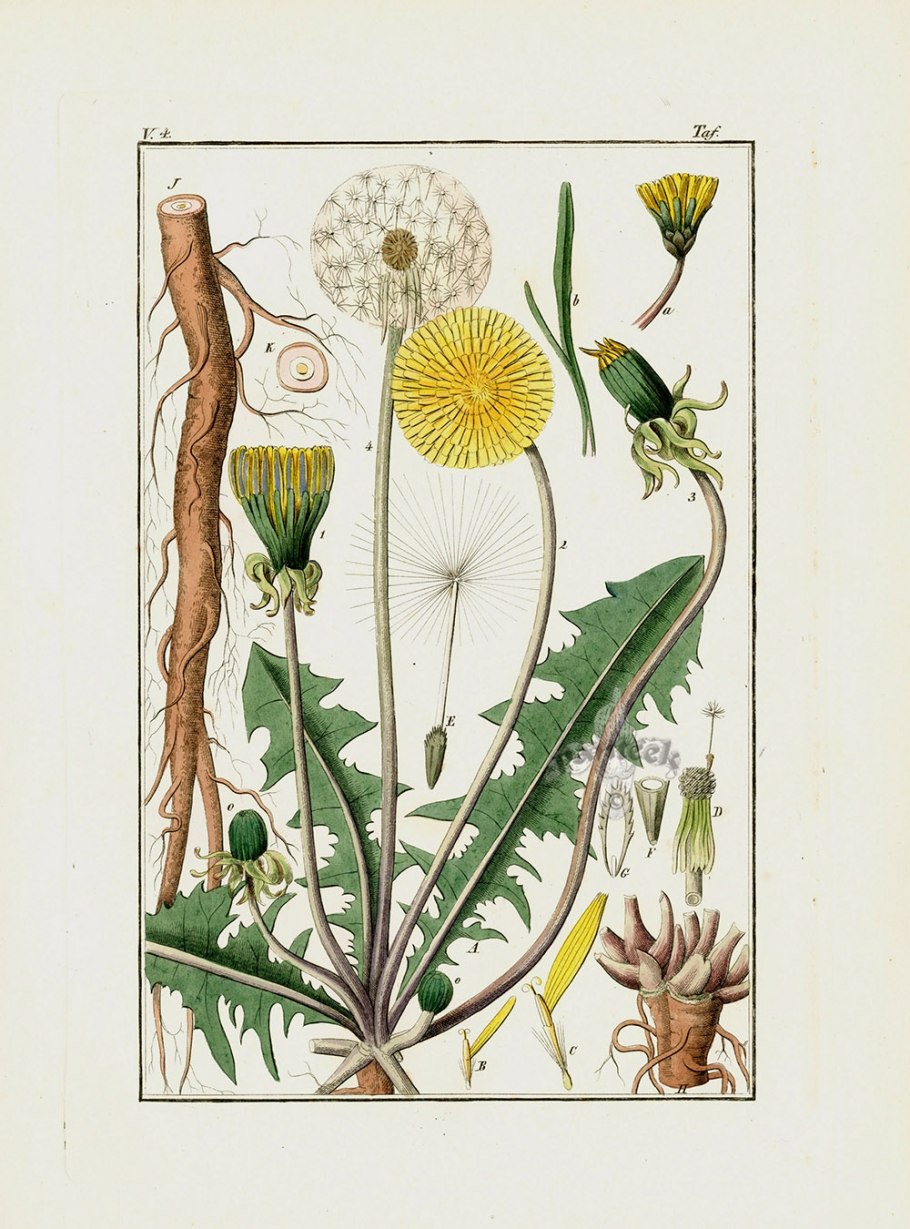Одуванчик лекарственный taraxacum officinale
