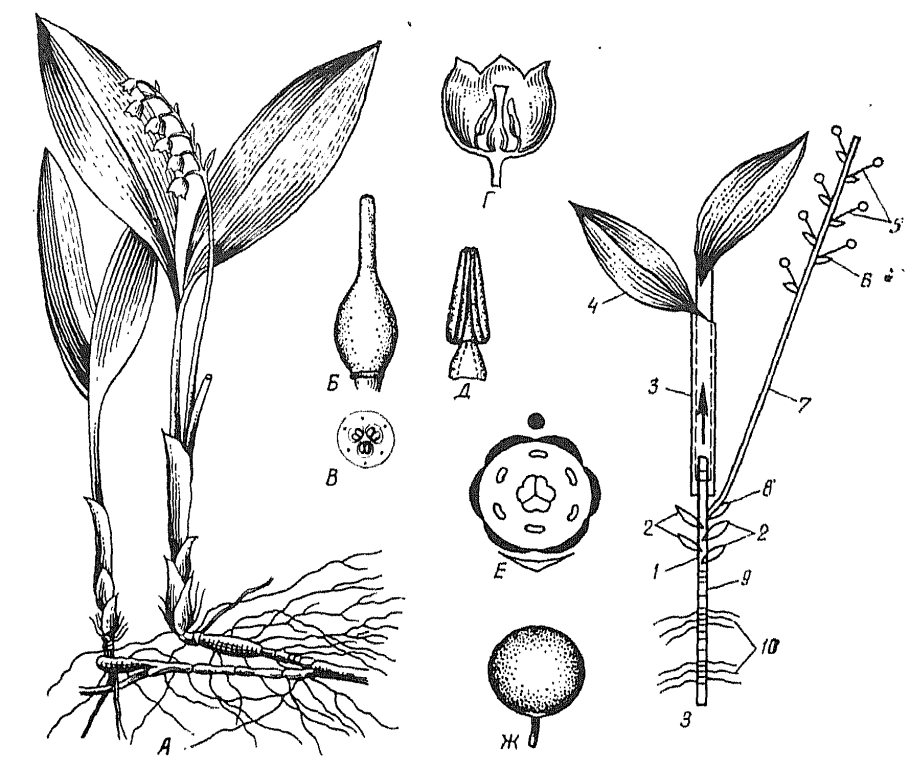 Гвоздика травянка андроцей