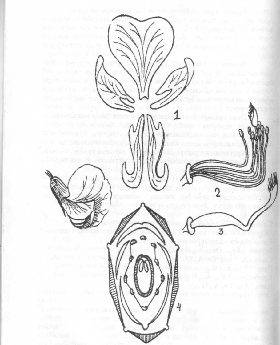 Мак самосейка формула цветка