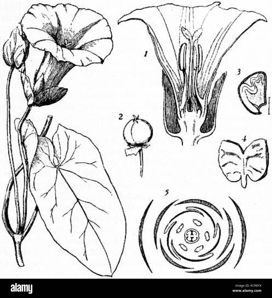 Вьюнок полевой ботаника