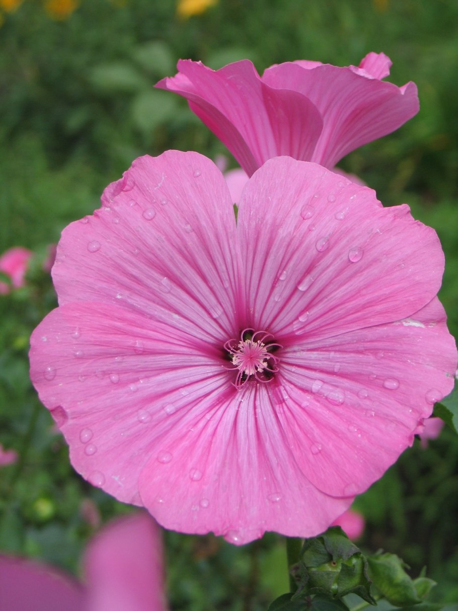 Лаватера хатьма