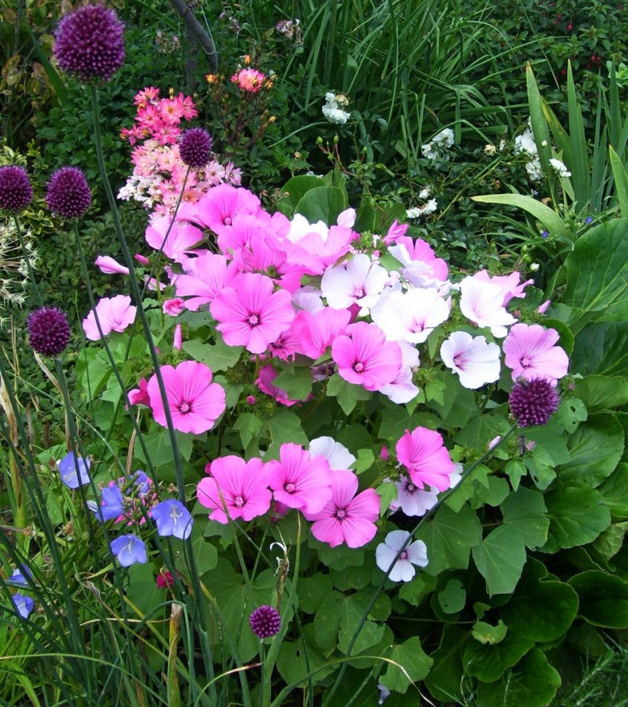 Лаватера и цинии