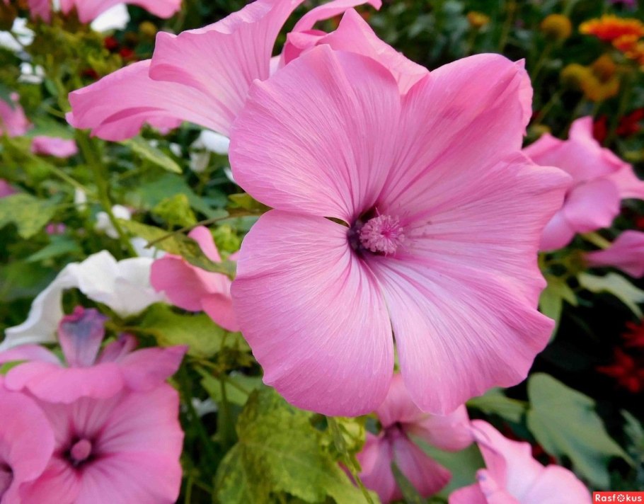 Цветы Садовая роза лаватера