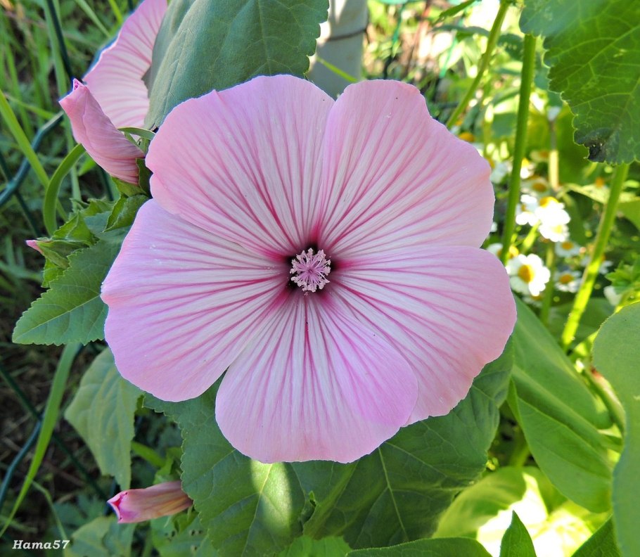 Лаватера Садовая роза