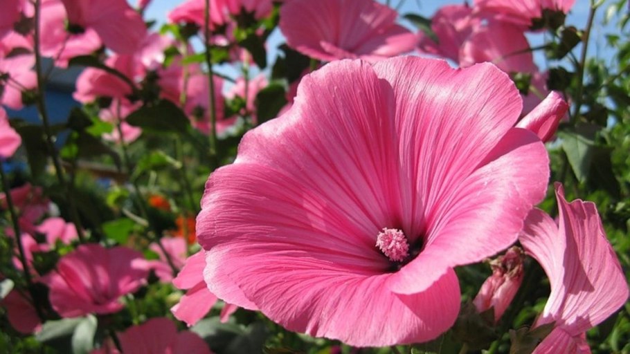 Лаватера тюрингенская семена