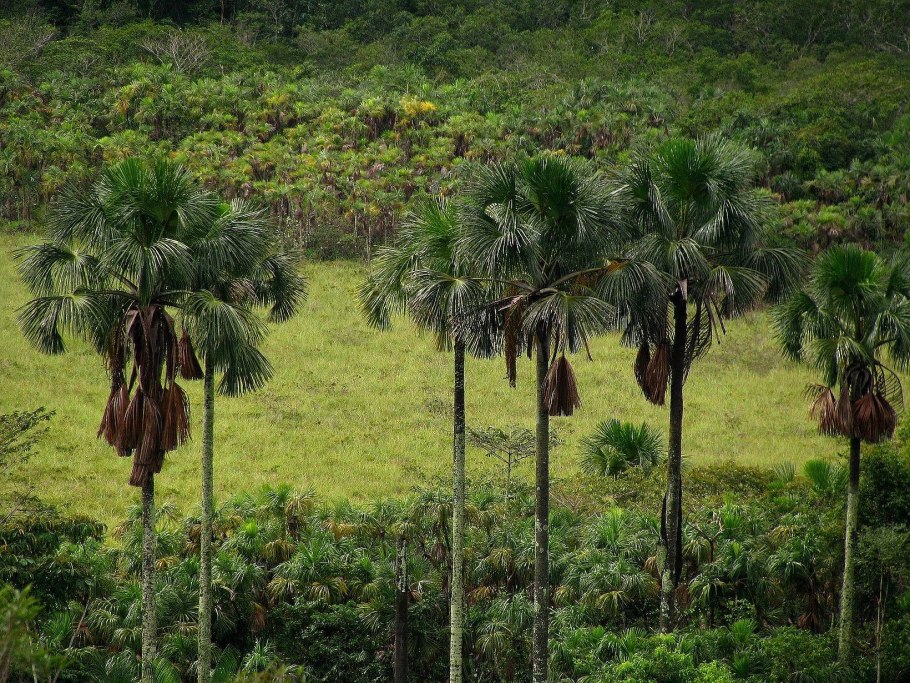 Сиерра Флора