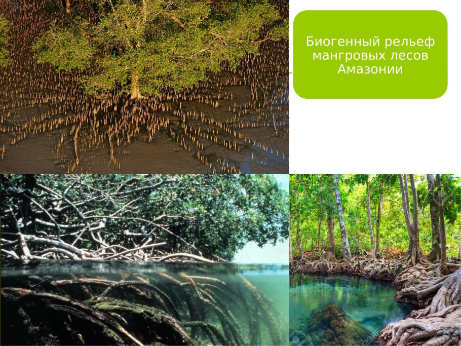 Непентес хищник