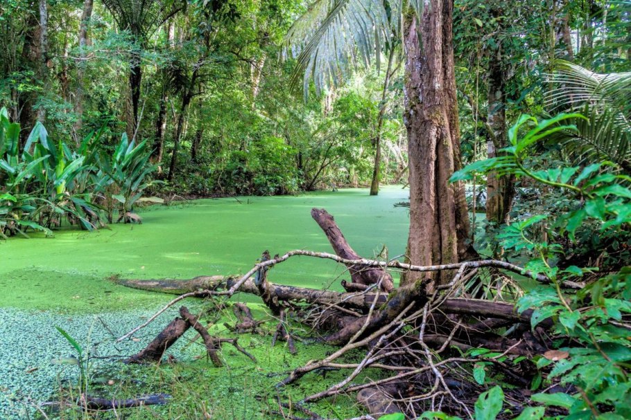 Вечнозелёные тропические леса Южной Америки