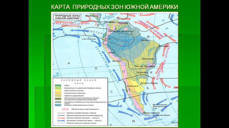 Растения сельвы Южной Америки